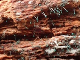 Dendrostilbella smaragdina image
