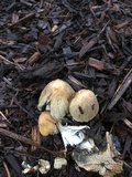 Coprinellus flocculosus image