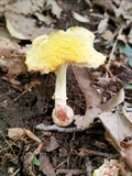 Amanita flavorubens image