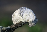 Poronidulus conchifer image