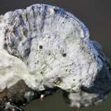 Poronidulus conchifer image