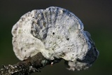 Poronidulus conchifer image
