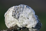 Poronidulus conchifer image