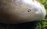 Fomitopsis mounceae image