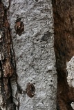 Biscogniauxia atropunctata image