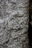 Biscogniauxia atropunctata image
