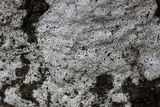 Biscogniauxia atropunctata image