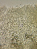 Scytinostroma portentosum image
