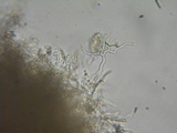 Scytinostroma portentosum image