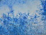 Scytinostroma portentosum image