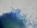Scytinostroma portentosum image
