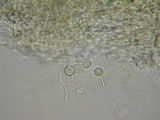Scytinostroma portentosum image