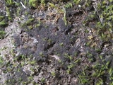 Polychidium muscicola image
