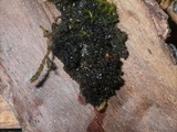 Polychidium muscicola image