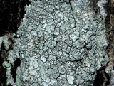 Pertusaria macounii image