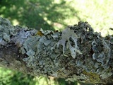 Ramalina canariensis image