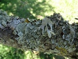 Ramalina canariensis image