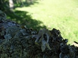 Ramalina canariensis image