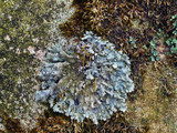 Parmelinopsis minarum image