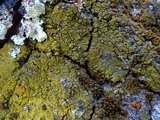 Candelaria pacifica image