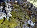 Candelaria pacifica image