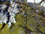 Candelaria pacifica image