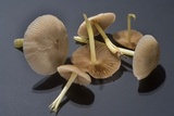Bolbitius reticulatus image