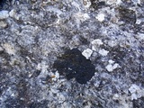 Placynthium nigrum image