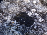 Placynthium nigrum image