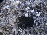 Placynthium nigrum image