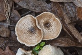 Lentinus tigrinus image