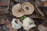 Lentinus tigrinus image