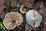 Lentinus tigrinus image