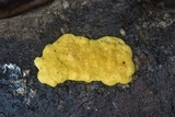 Trichoderma sulphureum image