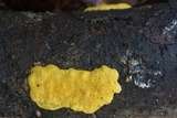 Trichoderma sulphureum image