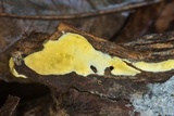 Trichoderma sulphureum image