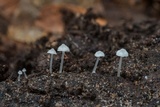Delicatula integrella image