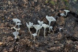 Delicatula integrella image