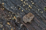 Resupinatus trichotis image