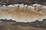Trametopsis cervina image