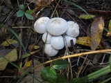 Clitocybe subconnexa image