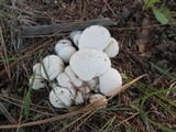 Lycoperdon curtisii image