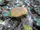 Tapinella atrotomentosa image
