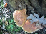 Tapinella atrotomentosa image