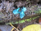 Chlorociboria aeruginascens image