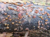 Myxarium nucleatum image