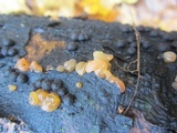 Myxarium nucleatum image