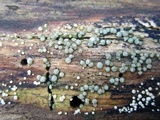 Hypocrea strictipilosa image