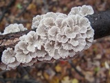 Plicaturopsis crispa image
