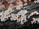 Plicaturopsis crispa image